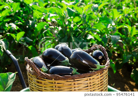 Image of the collected ripe eggplants in a large wicker basket 95476141
