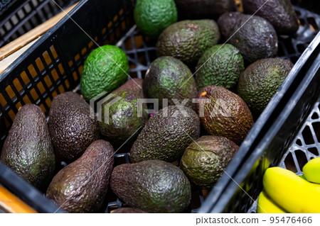 Avocados on showcase 95476466