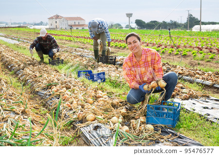 Woman farm worker picking and boxing onions in vegetable field 95476577