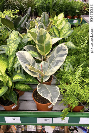 Ficus elastica. Houseplants in pots in garden shop. Green plants is sold in store. Planting of greenery. Ficus elastica. Houseplants in pots in garden shop. Green plants is sold in store. Planting of greenery. 95476588