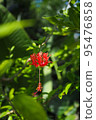 紅花	 95476858