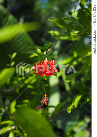 紅花 紅花 95476858
