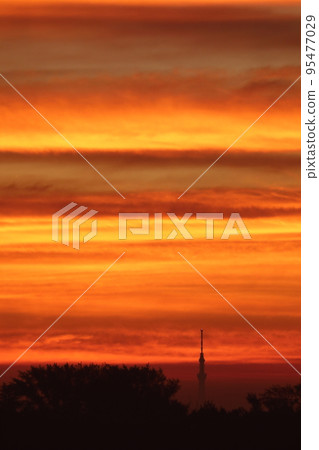 Morning sky tree 95477029