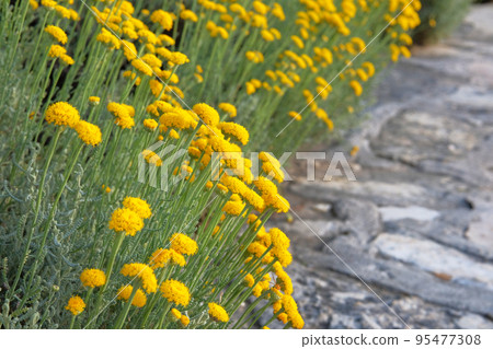 Yellow flowers for herbalism cultivation in meadow. Helichrysum flowers on green nature background. Close up. Yellow flowers for herbalism cultivation in meadow. Helichrysum flowers on green nature background. Close up. 95477308