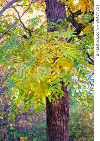 Autumn forest landscape in a sunny day. Yellow autumn leaves on tree. Park in city. Warm weather. Autumn forest landscape in a sunny day. Yellow autumn leaves on tree. Park in city. Warm weather. 95477351