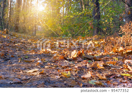 Autumn forest landscape on a sunny day with maple leaves background. Orange and yellow autumn leaves background. Sunlight in landscape. Autumn forest landscape on a sunny day with maple leaves background. Orange and yellow autumn leaves background. Sunlight in landscape. 95477352