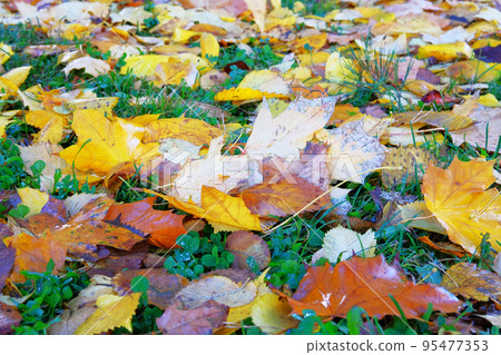 Autumn leaves in grass. Park in city. Maple, yellow foliage. Colorful foliage. Sunlight. Autumn leaves in grass. Park in city. Maple, yellow foliage. Colorful foliage. Sunlight. 95477353
