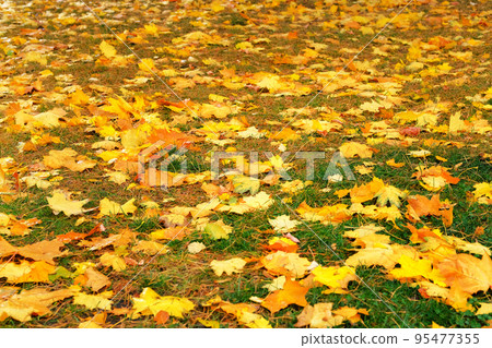 Autumn leaves in green grass. Park in city. Maple, yellow foliage. Sunlight. Autumn leaves in green grass. Park in city. Maple, yellow foliage. Sunlight. 95477355