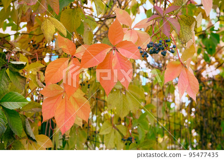 Autumn leaves of wild climbing grapes on city fence. Fallen bright leaves on city park. Autumn landscape. Autumn leaves of wild climbing grapes on city fence. Fallen bright leaves on city park. Autumn landscape. 95477435
