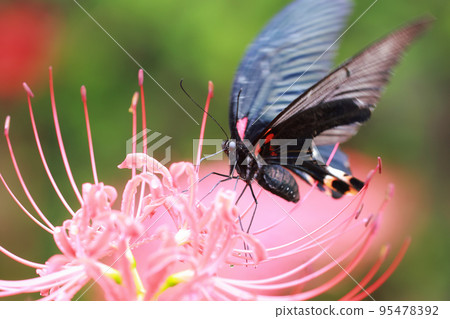 群集孤挺花 95478392