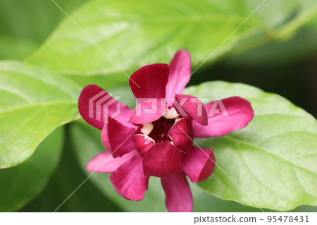黑花日本五香粉 黑花日本五香粉 95478431