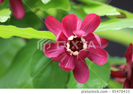 黑花日本五香粉 95478433