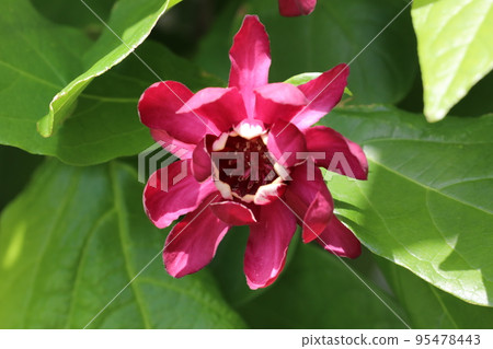 黑花日本五香粉 黑花日本五香粉 95478443