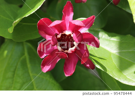 黑花日本五香粉 95478444