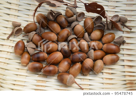 橡子秋天風景 橡子秋天風景 95478745