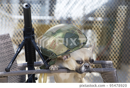 French bulldog breed dog lies in the shade next to the airsoft machine gun covered with a helmet and looking at the camera. Sunny day and hard shadows on the bench. 95478920