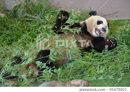 Yuuhama is covered in bamboo and has fun 95478921