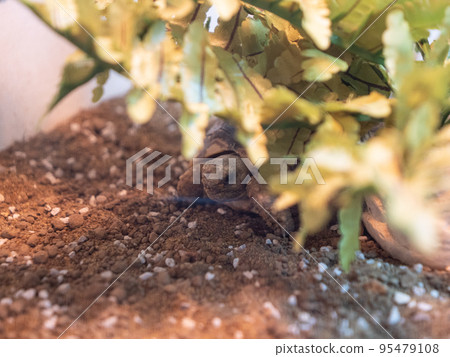 A cute baby leopard tortoise hiding behind a plant 95479108