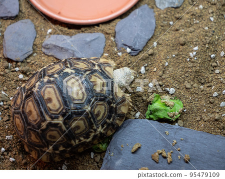 A cute baby leopard tortoise going for a walk A cute baby leopard tortoise going for a walk 95479109