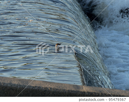 鷸在河裡尋找食物 鷸在河裡尋找食物 95479367