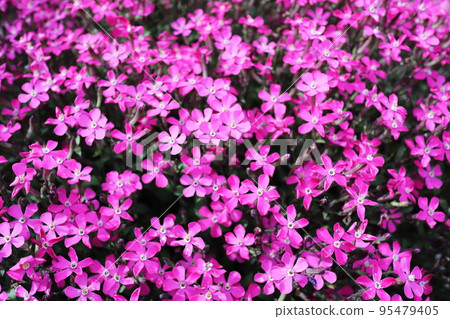 cute pink panther pink flower 95479405