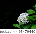 Hydrangea in the dark 95479440