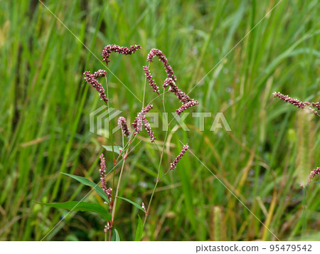 knotweed knotweed 95479542