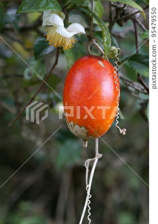 白茶花和垂懸的紅色尋常漿果 白茶花和垂懸的紅色尋常漿果 95479550