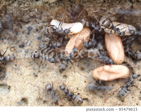 Yamaari who is upset when the nest is broken 95479615