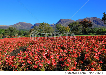 Kuju mountain range and begonia fields 95479641