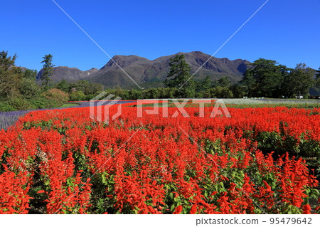 Kuju mountain range and salvia field Kuju mountain range and salvia field 95479642