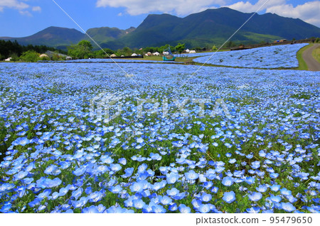 Kuju山脈和Nemophila場 Kuju山脈和Nemophila場 95479650