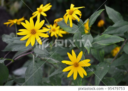 黃色菊芋花 黃色菊芋花 95479753