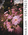 Cloudy sky and cosmos 95479823