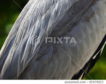 灰色蒼鷺羽毛圖案的特寫 95479915