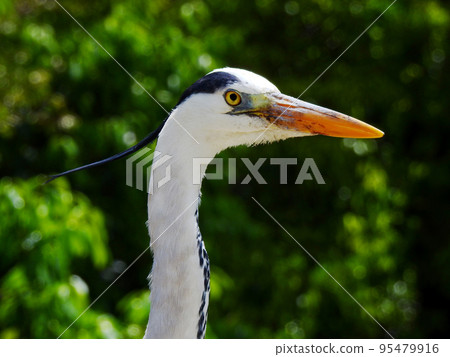 Gray heron during the day Close-up from the neck to the face Gray heron during the day Close-up from the neck to the face 95479916