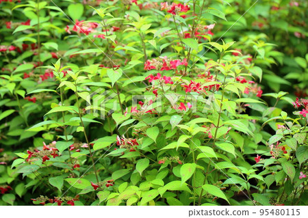 Krenai Hydrangea flower Krenai Hydrangea flower 95480115