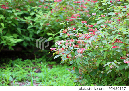 Krenai Hydrangea flower 95480117