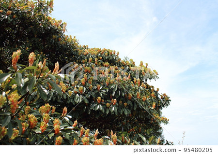 Scenery of blooming persimmon trees Scenery of blooming persimmon trees 95480205