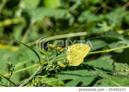 Northern Spotted Butterfly Northern Spotted Butterfly 95480241