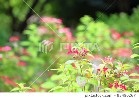 Krenai繡球花 Krenai繡球花 95480267