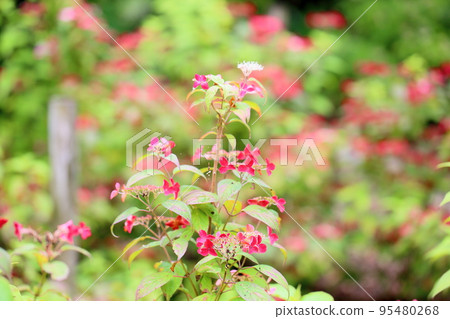 Krenai Hydrangea flower 95480268