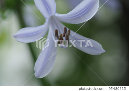 百子蓮花的特寫 百子蓮花的特寫 95480315