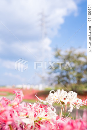 [Aizuma Onagawa] Cluster amaryllis in full bloom along the river 95480404