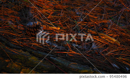 Pine cones and fallen pine leaves illuminated by the setting sun Pine cones and fallen pine leaves illuminated by the setting sun 95480496