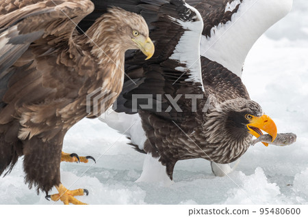 知床冬天 知床冬天 95480600