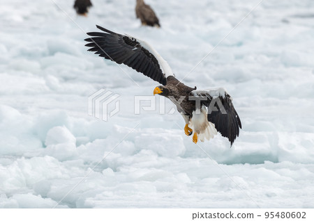 知床冬天 95480602