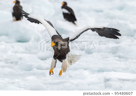 Shiretoko winter Shiretoko winter 95480607