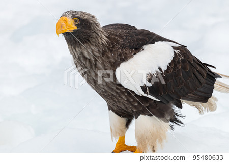 Shiretoko winter Shiretoko winter 95480633