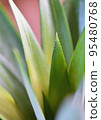 pineapple  95480768